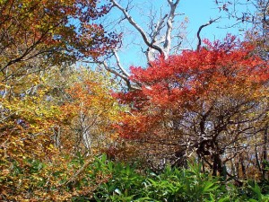 マウントジーンズの紅葉
