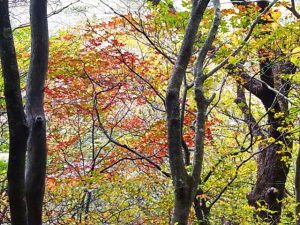 裏庭の紅葉