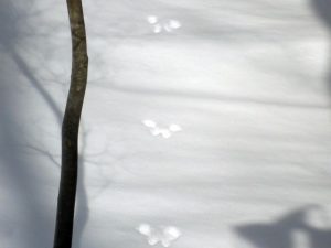 野生動物の足跡