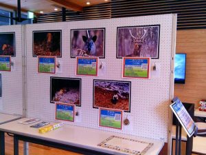 冬の動物たち in 那須